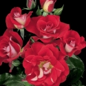 Picture of Topsy Turvy Std 80cm-Rose