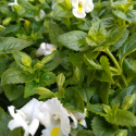 Picture of Torenia White Moon