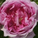 Picture of Tour De Malakoff-Rose