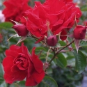 Picture of Toytown Std Weeper 1.8m-Rose