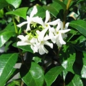 Picture of Trachelospermum Asiaticum