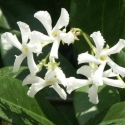 Picture of Trachelospermum Jasminoides Coned