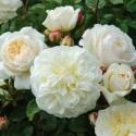 Picture of Tranquility Std 80cm-Rose