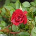 Picture of Trinity Std 45cm-Rose