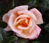 Picture of Truly Amazing-Rose