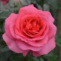 Picture of Truly Special Std 45cm-Rose
