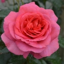 Picture of Truly Special Std 80cm-Rose