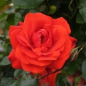 Picture of Trumpeter Std 45cm-Rose