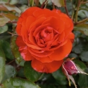 Picture of Trumpeter-Rose