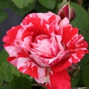 Picture of Twist n Twirl-Rose