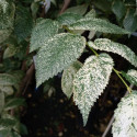 Picture of Ulmus Carpinifolia Variegata