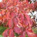 Picture of Ulmus Frontier