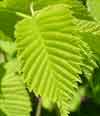 Picture of Ulmus Louis van Houtte