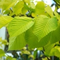 Picture of Ulmus Lutescens H/W 1.7m