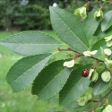 Picture of Ulmus Parviflora