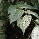 Picture of Ulmus Carpinifolia Variegata