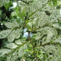 Picture of Ulmus Parvifolia Variegata