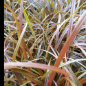 Picture of Uncinia Rubra