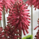 Picture of Veltheimia Pink