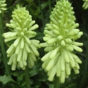 Picture of Veltheimia Yellow