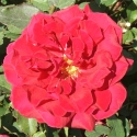 Picture of Velvet Fragrance-Rose