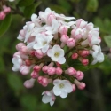 Picture of Viburnum Anne Russell