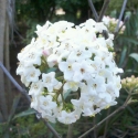 Picture of Viburnum Burkwoodii