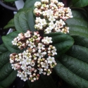 Picture of Viburnum Davidii Female