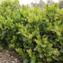 Picture of Viburnum Dense Fence