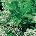 Picture of Viburnum Emerald Lustre