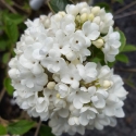 Picture of Viburnum Eskimo