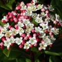 Picture of Viburnum Gwenllian