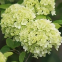 Picture of Viburnum Macrocephalum