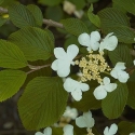 Picture of Viburnum Mariesii