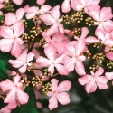 Picture of Viburnum Molly Schroeder