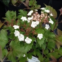 Picture of Viburnum Sargentii Onondaga