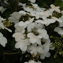 Picture of Viburnum Summer Snowflake