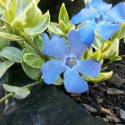 Picture of Vinca Blue Sapphire