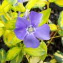 Picture of Vinca Illumination