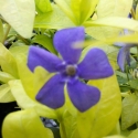 Picture of Vinca Minor Blue