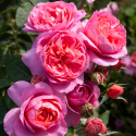 Picture of Vintage Miss Std 80cm-Rose