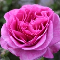 Picture of Waimarie Std 80cm-Rose