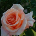 Picture of Warm Wishes-Rose