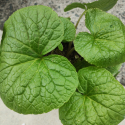 Picture of Wasabi