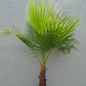 Picture of Washingtonia Robusta