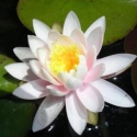 Picture of Waterlily Odorata Luciana