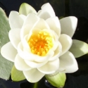 Picture of Waterlily White Superba