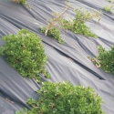 Picture of Weedmat 1m x 10m