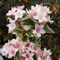 Picture of Weigela Florida Variegata