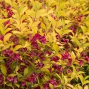 Picture of Weigela Golden Dragon
